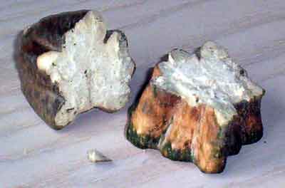 Stem from a Pumpkin to make a tree stump 2