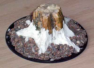 Stem from a Pumpkin to make a tree stump 4